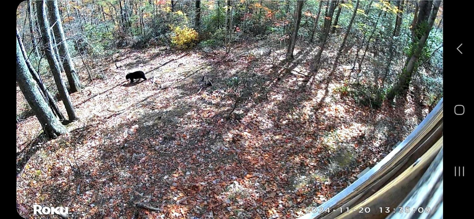 Southern Oak At Chalet Village - 5 Minutes From Gatlinburg And National Park Exterior foto